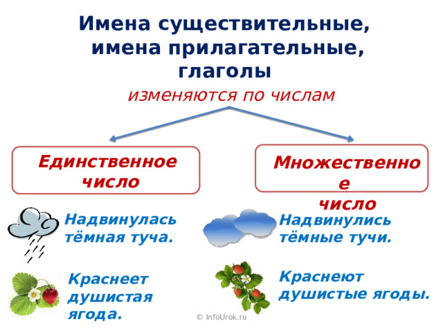 Имена существительные, имена прилагательные, глаголы изменяются по числам Единственное число Множественное число Надвинулась тёмная туча. Надвинулись тёмные тучи. Краснеют душистые ягоды. Краснеет душистая ягода. © InfoUrok.ru 