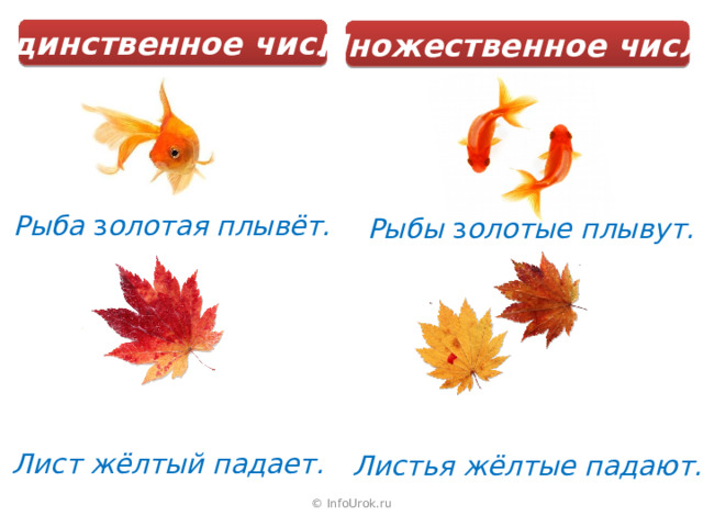 Единственное число Множественное число Рыба з олотая  плывёт. Рыбы з олотые  плывут. Лист жёлтый падает. Листья жёлтые падают. © InfoUrok.ru 