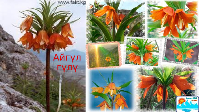 Айгүл гүлү 