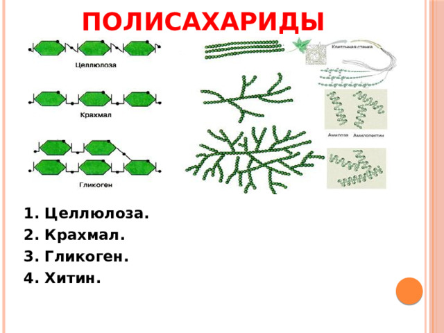 Полисахариды 1. Целлюлоза. 2. Крахмал. 3. Гликоген. 4. Хитин.   