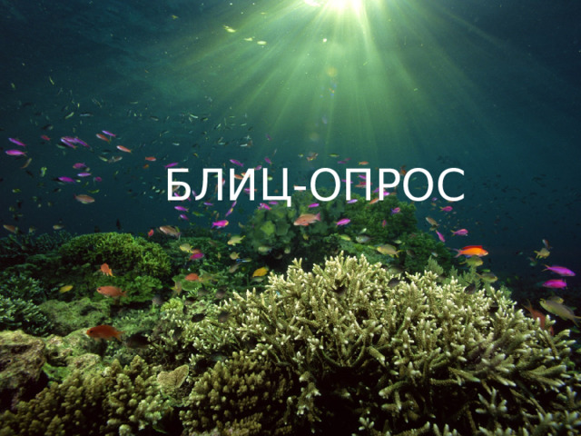 БЛИЦ-ОПРОС 