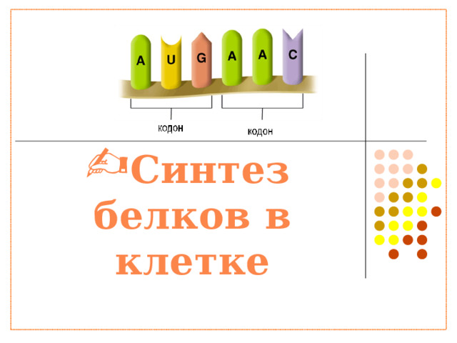                        Синтез белков в клетке 