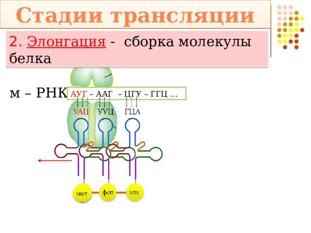 Стадии трансляции 2. Элонгация  - сборка молекулы белка м – РНК: АУГ – ААГ – ЦГУ – ГГЦ … 