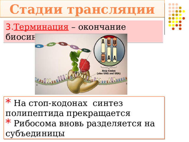 Стадии трансляции 3. Терминация  – окончание биосинтеза  На стоп-кодонах синтез полипептида прекращается  Рибосома вновь разделяется на субъединицы 