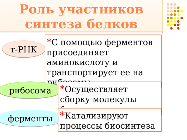 Роль участников синтеза белков * С помощью ферментов присоединяет аминокислоту и транспортирует ее на рибосомы т-РНК рибосома * Осуществляет сборку молекулы белка * Катализируют процессы биосинтеза ферменты 