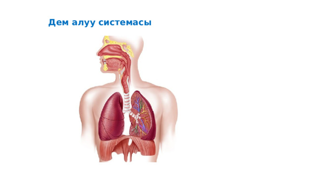   Дем алуу системасы   