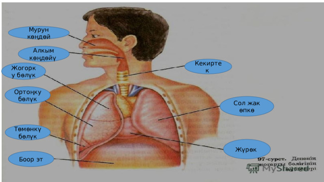 Мурун көңдөй Алкым көңдөйү Кекиртек Жогорку бөлүк Ортоңку бөлүк Сол жак өпкө Төмөнкү бөлүк Жүрөк Боор эт 
