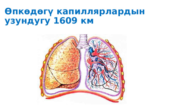 Өпкөдөгү капиллярлардын узундугу 1609 км 