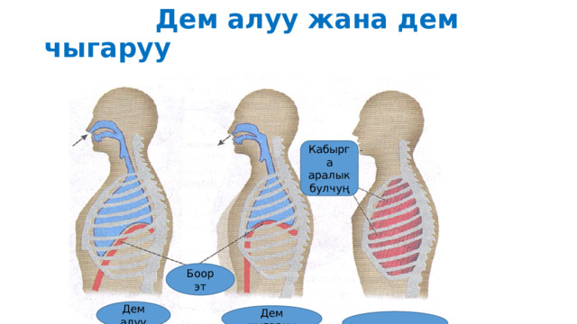  Дем алуу жана дем чыгаруу Кабырга аралык булчуң Боор эт Дем алуу Дем  чыгаруу 