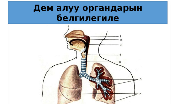 Дем алуу органдарын белгилегиле 