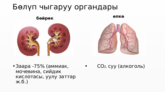 Бөлүп чыгаруу органдары бөйрөк өпкө Заара -75% (аммиак, мочевина, сийдик кислотасы, уулу заттар ж.б.)  СО 2, суу (алкоголь) 