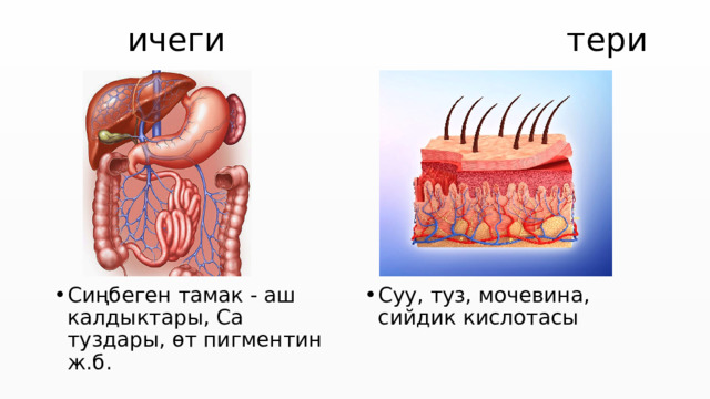  ичеги тери Сиңбеген тамак - аш калдыктары, Са туздары, өт пигментин ж.б. Суу, туз, мочевина, сийдик кислотасы 