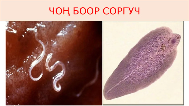 ЧОҢ БООР СОРГУЧ 