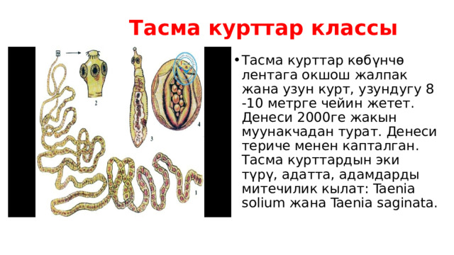  Тасма курттар классы Тасма курттар көбүнчө лентага окшош жалпак жана узун курт, узундугу 8 -10 метрге чейин жетет. Денеси 2000ге жакын муунакчадан турат. Денеси териче менен капталган. Тасма курттардын эки түрү, адатта, адамдарды митечилик кылат: Taenia solium жана Taenia saginata. 