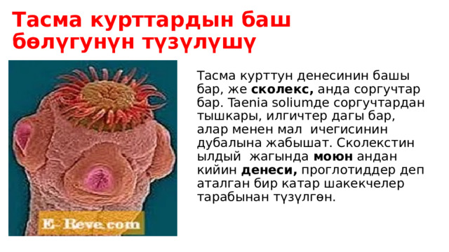 Тасма курттардын баш бөлүгунүн түзүлүшү Тасма курттун денесинин башы бар, же  сколекс,  анда соргучтар бар. Taenia soliumде соргучтардан тышкары, илгичтер дагы бар, алар менен мал ичегисинин дубалына жабышат. Сколекстин ылдый жагында  моюн  андан кийин  денеси,  проглотиддер деп аталган бир катар шакекчелер тарабынан түзүлгөн. 