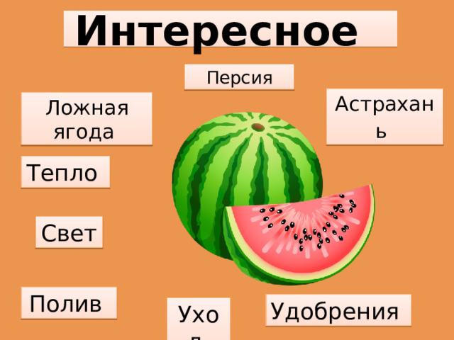 Интересное  Персия Астрахань  Ложная ягода Тепло Свет Полив Удобрения Уход 