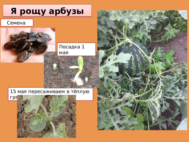 Я рощу арбузы Семена Посадка 1 мая 15 мая пересаживаем в тёплую грядку 