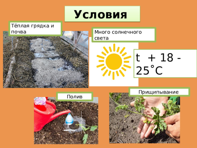 Условия  Тёплая грядка и почва Много солнечного света t + 18 - 25˚С Прищипывание Полив 
