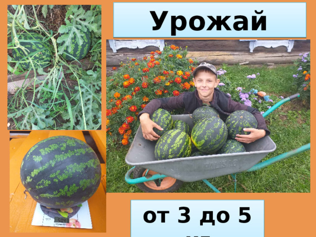 Урожай   от 3 до 5 кг 