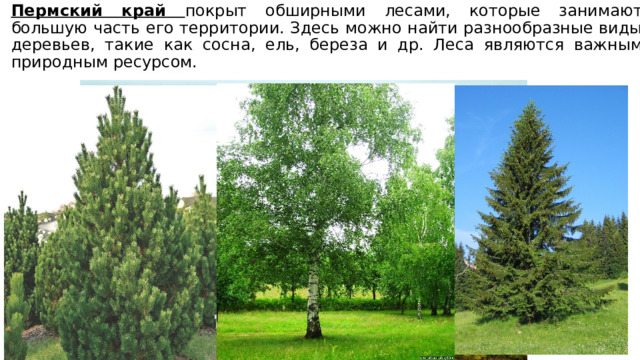 Пермский край покрыт обширными лесами, которые занимают большую часть его территории. Здесь можно найти разнообразные виды деревьев, такие как сосна, ель, береза и др. Леса являются важным природным ресурсом. 
