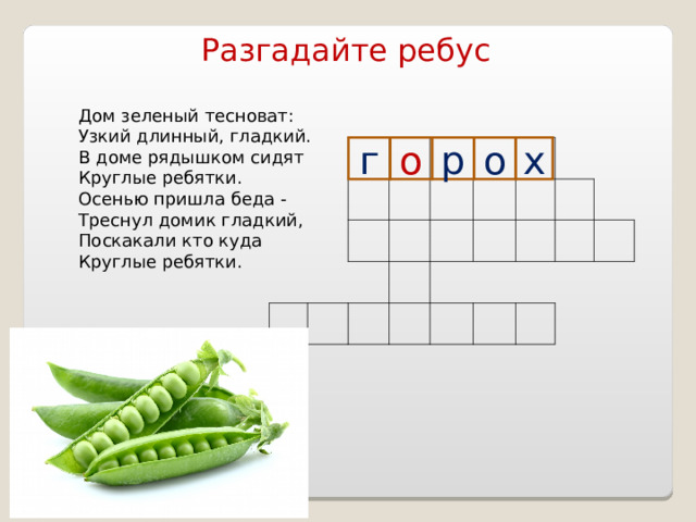 Разгадайте ребус Дом зеленый тесноват: Узкий длинный, гладкий. В доме рядышком сидят Круглые ребятки. Осенью пришла беда - Треснул домик гладкий, Поскакали кто куда Круглые ребятки. г о р о х 