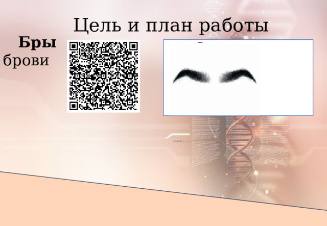 Цель и план работы Бры -       -         брови 