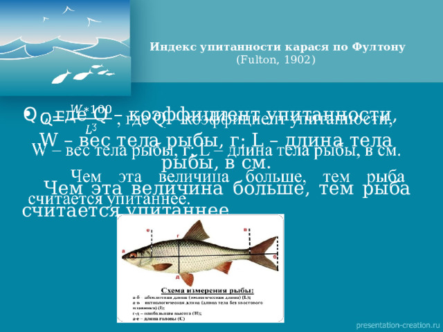 Индекс упитанности карася по Фултону (Fulton, 1902)  Q , где Q – коэффициент упитанности,   W – вес тела рыбы, г; L – длина тела рыбы, в см.  Чем эта величина больше, тем рыба считается упитаннее. 