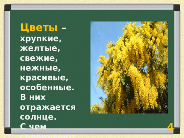 Цветы – хрупкие, желтые, свежие, нежные, красивые, особенные. В них отражается солнце. С чем сравнивают цветы мимозы? 4  