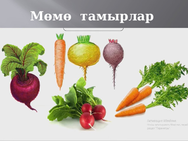Мөмө тамырлар 
