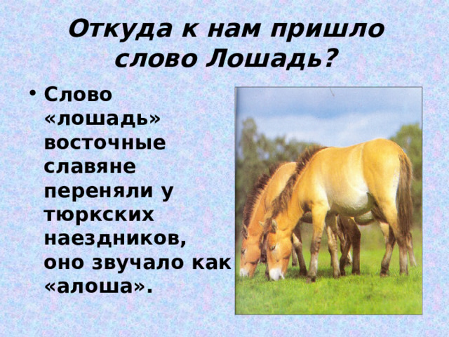 Откуда к нам пришло слово Лошадь? Слово «лошадь» восточные славяне переняли у тюркских наездников, оно звучало как «алоша». 