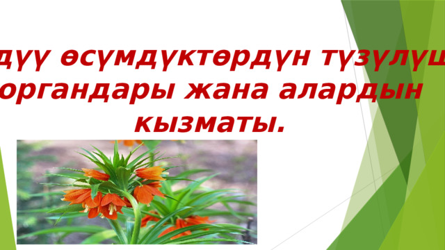 Гүлдүү өсүмдүктөрдүн түзүлүшү, органдары жана алардын кызматы. 