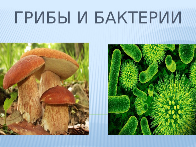 Грибы и бактерии 