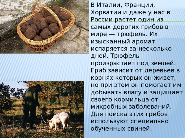 В Италии, Франции, Хорватии и даже у нас в России растет один из самых дорогих грибов в мире — трюфель. Их изысканный аромат испаряется за несколько дней. Трюфель произрастает под землей. Гриб зависит от деревьев в корнях которых он живет, но при этом он помогает им добывать влагу и защищает своего кормильца от микробных заболеваний. Для поиска этих грибов используют специально обученных свиней. 