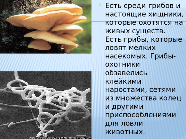 Есть среди грибов и настоящие хищники, которые охотятся на живых существ. Есть грибы, которые ловят мелких насекомых. Грибы-охотники обзавелись клейкими наростами, сетями из множества колец и другими приспособлениями для ловли животных. 
