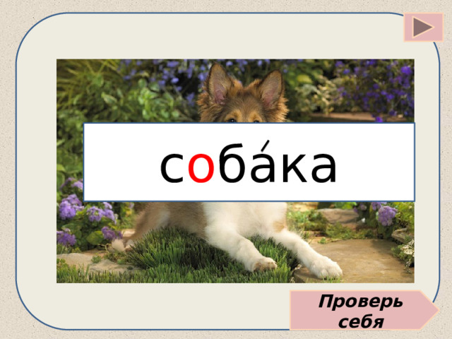 с о бака Проверь себя 
