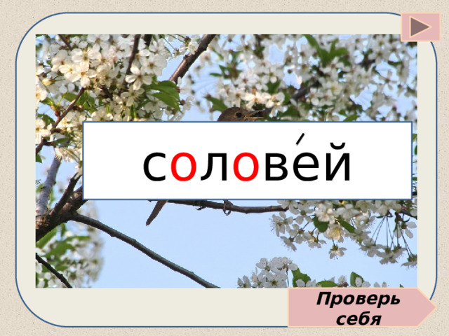 с о л о вей Проверь себя 