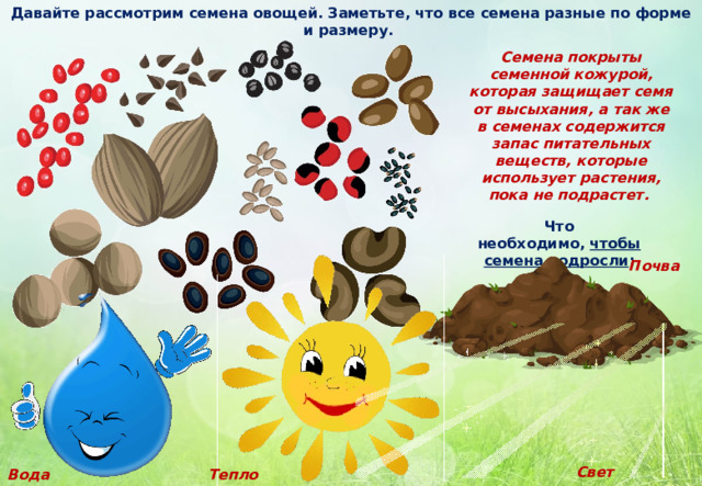 Давайте рассмотрим семена овощей. Заметьте, что все семена разные по форме и размеру.  Семена покрыты семенной кожурой, которая защищает семя от высыхания, а так же в семенах содержится запас питательных веществ, которые использует растения, пока не подрастет. Что необходимо,  чтобы семена подросли : Почва Свет Вода Тепло 