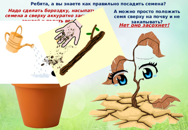 Ребята, а вы знаете как правильно посадить семена? Надо сделать бороздку, насыпать семена а сверху аккуратно засыпать землей и полить водой. А можно просто положить семя сверху на почву и не закапывать? Нет оно засохнет! 
