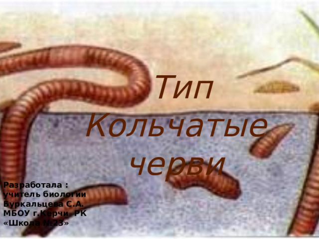  Тип  Кольчатые черви Разработала : учитель биологии Буркальцева С.А. МБОУ г.Керчи РК «Школа №23» 