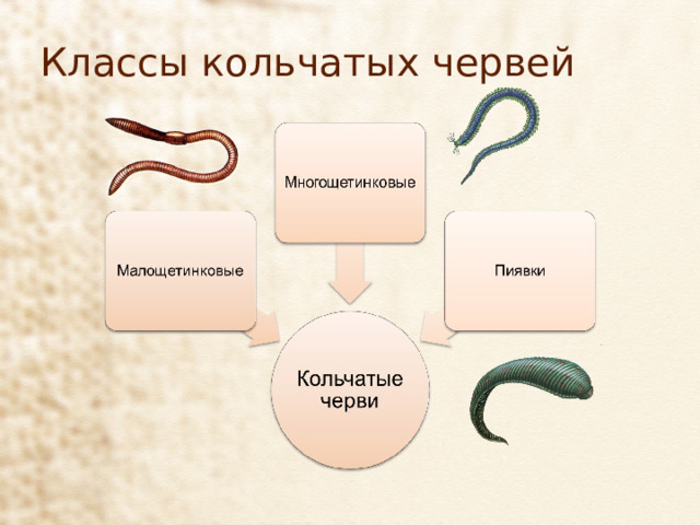 Классы кольчатых червей 