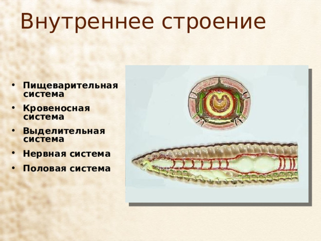 Внутреннее строение Пищеварительная  система Кровеносная  система Выделительная  система Нервная система Половая система 