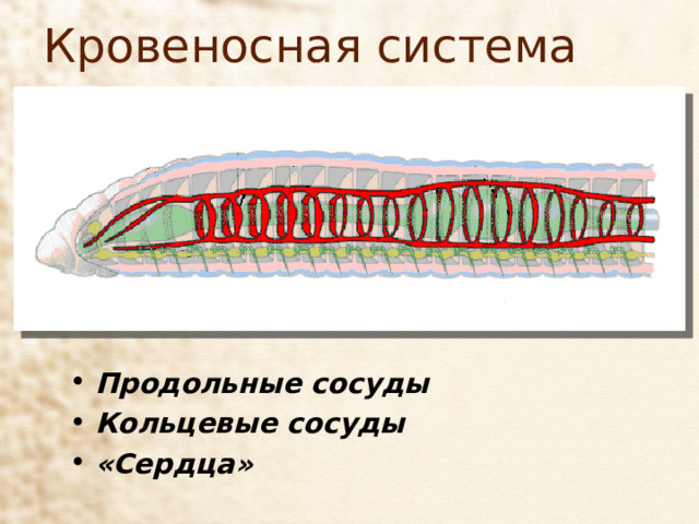 Кровеносная система Продольные сосуды Кольцевые сосуды «Сердца» 