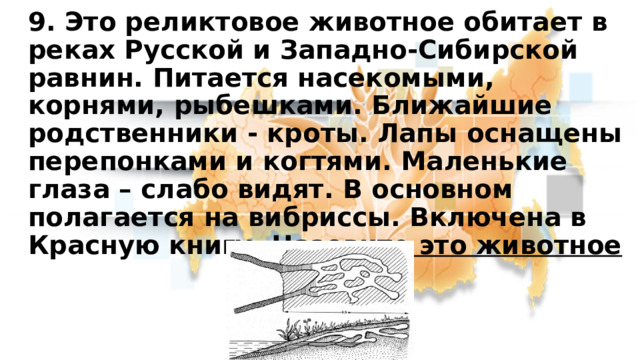 9. Это реликтовое животное обитает в реках Русской и Западно-Сибирской равнин. Питается насекомыми, корнями, рыбешками. Ближайшие родственники - кроты. Лапы оснащены перепонками и когтями. Маленькие глаза – слабо видят. В основном полагается на вибриссы. Включена в Красную книгу. Назовите это животное 