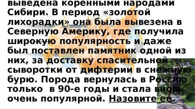 11. Эта порода собак была выведена коренными народами Сибири. В период «золотой лихорадки» она была вывезена в Северную Америку, где получила широкую популярность и даже был поставлен памятник одной из них, за доставку спасительной сыворотки от дифтерии в снежную бурю. Порода вернулась в Россию только в 90-е годы и стала вновь очень популярной. Назовите ее . 