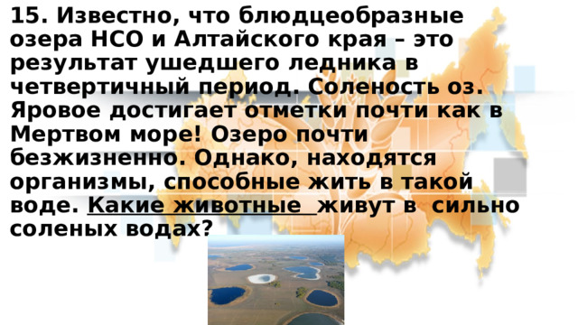 15. Известно, что блюдцеобразные озера НСО и Алтайского края – это результат ушедшего ледника в четвертичный период. Соленость оз. Яровое достигает отметки почти как в Мертвом море! Озеро почти безжизненно. Однако, находятся организмы, способные жить в такой воде. Какие животные живут в сильно соленых водах? 