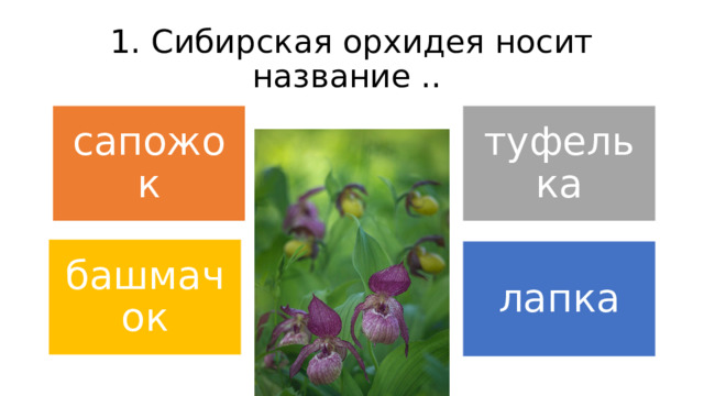 1. Сибирская орхидея носит название .. сапожок туфелька башмачок лапка 
