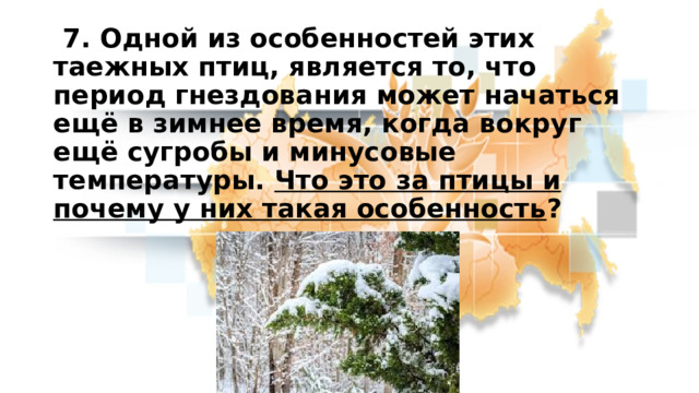  7. Одной из особенностей этих таежных птиц, является то, что период гнездования может начаться ещё в зимнее время, когда вокруг ещё сугробы и минусовые температуры. Что это за птицы и почему у них такая особенность ? 