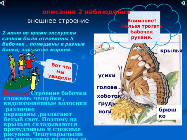 Вот что мы увидели…  Внимание! Нельзя трогать бабочек руками. описание 2 наблюдения внешнее строение 2 июня во время экскурсии сачком были отловлены 5 бабочек , помещены в разные банки, закрытые марлей. крылья усики голова  Вывод: Строение бабочки сложное: чешуйки , видоизменённые волосики  различно окрашены ,разлагают белый свет. Поэтому на крыльях складываются причудливые и сложные рисунки. Чешуекрылыми эти насекомые названы за наличие чешуйчатого покрова на теле , особенно на крыльях. хоботок грудь брюшко ноги 