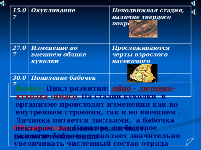 15.07  Окукливание 27.07  Изменение во внешнем облике куколки 30.07 Неподвижная стадия, наличие твердого покрова  Появление бабочек   Прослеживаются черты взрослого насекомого   Вывод: Цикл развития: яйцо - личинка-куколка -имаго. На стадии куколки в организме происходят изменения как во внутреннем строении, так и во внешнем . Личинка питается листьями, а бабочка нектаром. Занимают различные экологические ниши . Общий вывод: Сложное, но быстрое развитие бабочек позволяет значительно увеличивать численный состав отряда 
