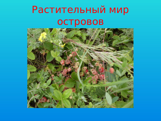 Растительный мир островов 